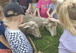 Dzieci głaszczą owce.