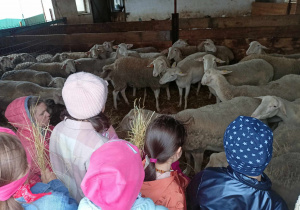 dzieci karmią owce