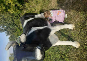 Dziewczynka doi sztuczną krowę