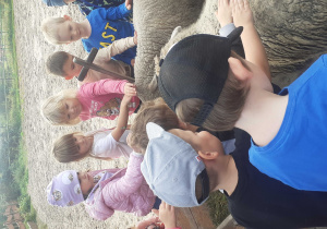 Dzieci głaszczą owce