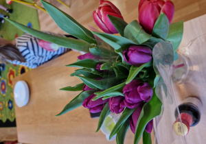 Fioletowe i różowe tulipany stoją w szklanym, wysokim i przezroczystym wazonie wypełnionym do połowy wodą