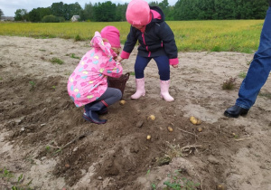 dziewczynki zbierają ziemniaki