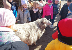 Dzieci karmią owce