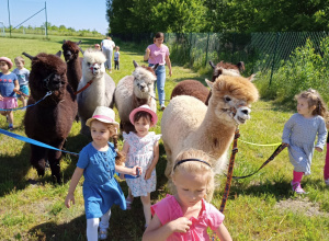 Zajęcia z alpakoterapii