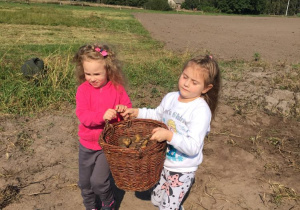 Dziewczynki niosą koszyk z ziemniakami.