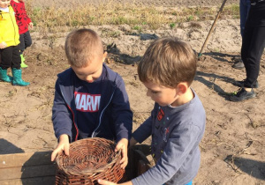 Dwóch chłopców wysypuje ziemniaki z koszyka.