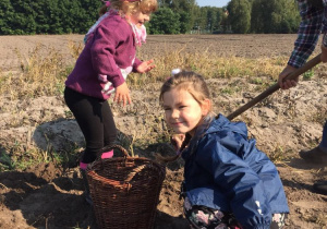 Dwie dziewczynki wykopują i zbierają ziemniaki z ziemi.