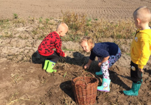 Dwóch chłopców i dziewczynka zbierają ziemniaki na polu.
