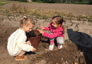 Dwie dziewczynki zbierają ziemniaki i wrzucają je do wiklinowego koszyka.