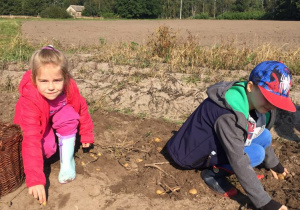 Dziewczynka i chłopiec zbierają ziemniaki na polu.