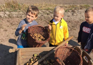 Trzech chłopców wysypuje ziemniaki z koszyka.
