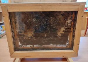 Plaster miodu z pszczołami.